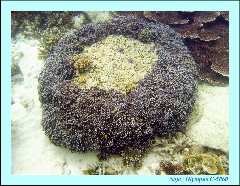 2008 - 07 - Perhentian - 068